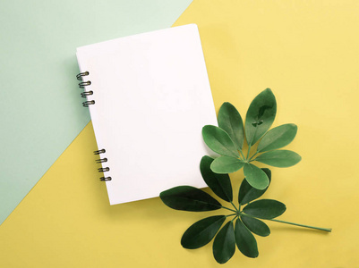 新鲜的春天绿叶与空白笔记本设计的颜色背景。 自然概念。
