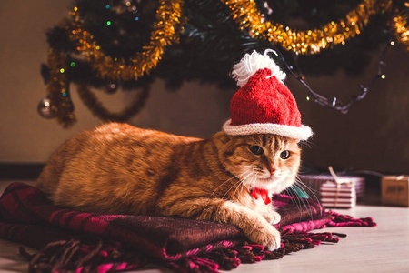 s hat lying under Christmas tree. Christmas and New year concept