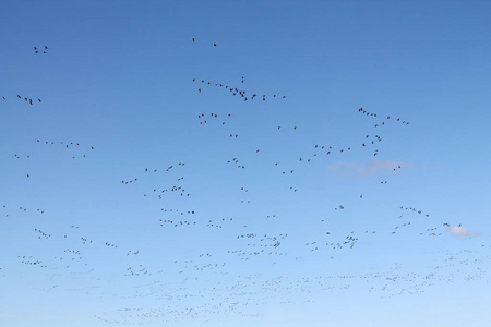 鹅的大量春季迁移。 一大群白色正面的大鹅白鹅在晴朗的蓝天上飞翔