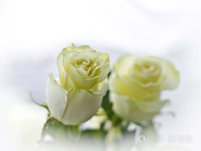 美丽的黄色玫瑰花束在室内的浅色和白色背景.
