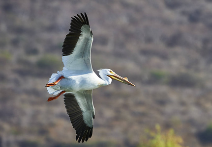 美国白Pelecanus Richrorhynchos飞于墨西哥查帕拉湖上空