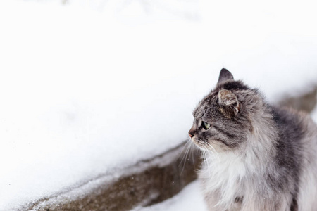 冬天一只灰色的农村猫的肖像。