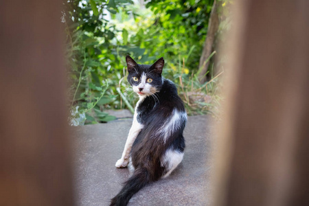 一只白色和黑色的猫通过木栅栏拍照