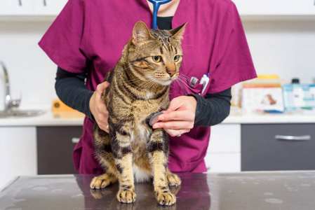 兽医医生检查一只可爱的猫