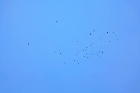 天空中高高的鸟