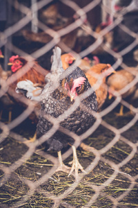 农场里的鸡。 色调风格彩色照片
