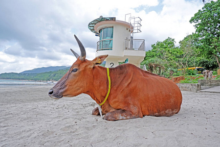 棕色的老坐着的牛在靠近树木和海洋的海滩上。