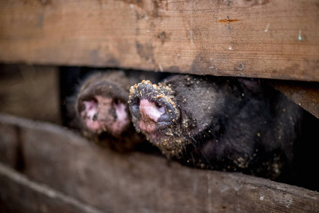 农场里的越南猪。