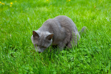 猫在花园里吃草