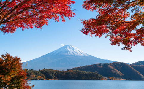 秋季秋季落叶和山富士附近的藤本草彦山。 富士五湖。 日本有蓝天背景的树木。