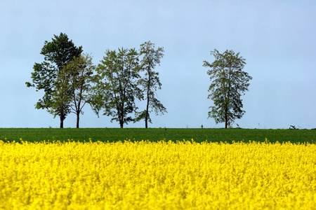 田野里的黄色油菜花图片