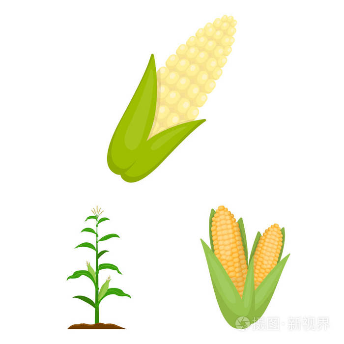 一套玉米和甜向量图标的股票