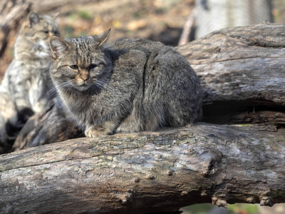 欧洲野生猫费利斯西尔维斯特里斯坐在树干上