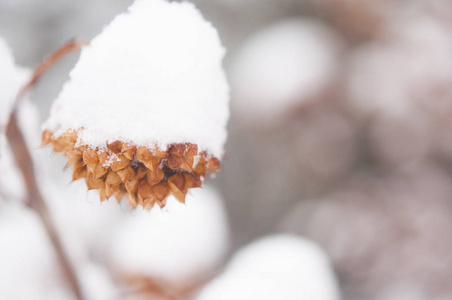 冬季背景。 冬天森林里白雪覆盖的灌木丛。 树枝上有松散的雪，集中在模糊的森林背景上