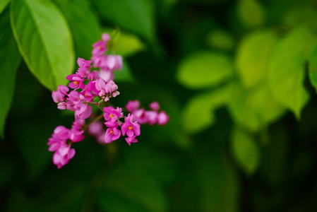 粉红色的花，有蜂群。蜜蜂混合花朵，从花中吸花蜜。在粉红色的花丛中