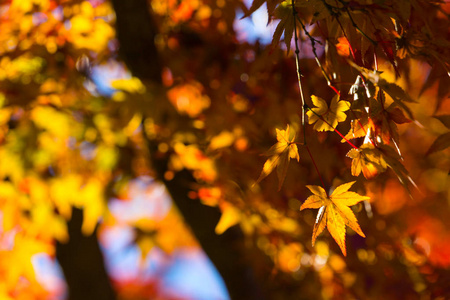 秋天是日本最著名的旅游季节之一。