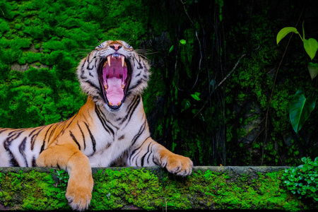 孟加拉虎与绿色苔藓从丛林动物园内休息。