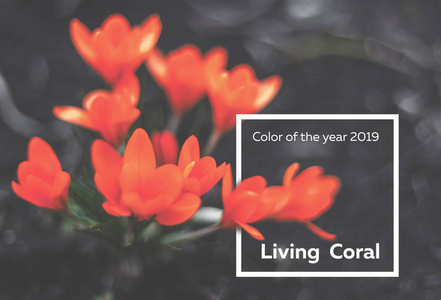色调的2019年生活珊瑚。春花