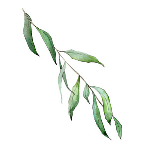 孤立的柳树分枝插图元素。水彩背景插图集。绿叶