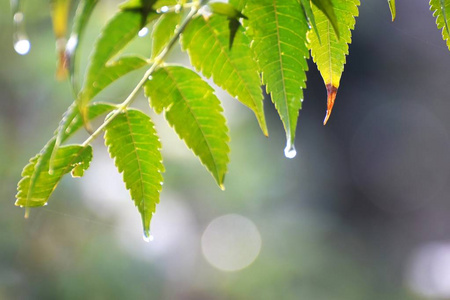 雨后的塞浦路斯花园