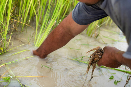 关闭泰国稻田中的一个亚洲农民撤回幼苗。