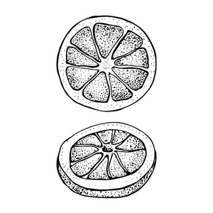 向量例证与墨水手绘柑橘果子片断剪影。在白色背景查出的普通话橙色, 橘子, 石灰查出。详细的素食
