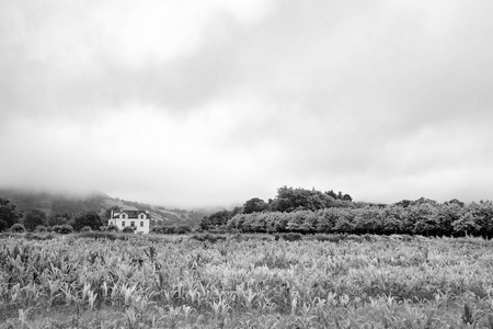 索米格尔岛农场的黑白景色。