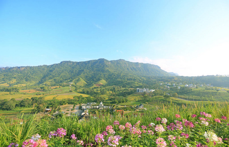 泰国蓝天山村花卉的美丽景观。