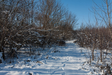 森林里白雪覆盖着树木。 冬天的森林公园在晴天下雪时。 圣诞节冬季新年