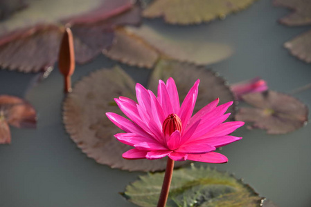 粉红色的莲花在一个美丽的池塘里，有早晨的阳光。