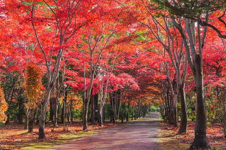 这张照片是从日本北海道札幌市平冈树艺术中心拍摄的。 在冬天来临之前，秋天所有的树都会从绿色变成红色。 这个地方是札幌旅游景点之一