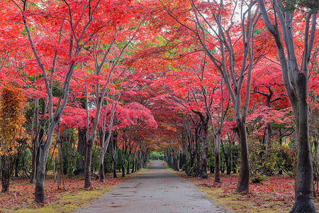 这张照片是从日本北海道札幌市平冈树艺术中心拍摄的。 在冬天来临之前，秋天所有的树都会从绿色变成红色。 这个地方是札幌旅游景点之一