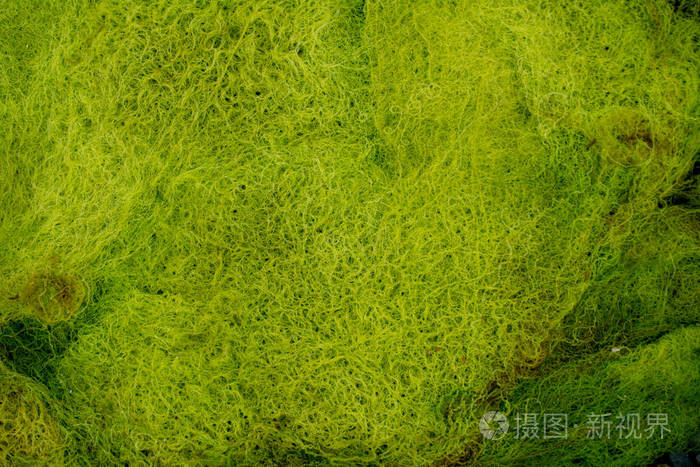 以不同色调的绿色和黄色的大共空间接近藻类(海藻)背景和纹理