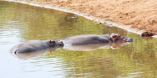 南非热带草原浇水洞里的河马