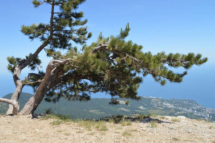 一棵弯曲的孤松树在山顶上靠在一座长满树木的小山和下面的城市上生态