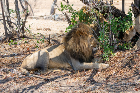 一只雄狮躺在南非热带草原的树荫下