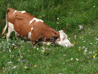 意大利南部提罗尔山区的牛，欧洲，放牧青草草甸