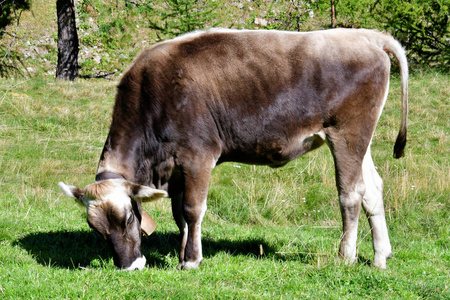 在意大利山区放牧的牛，欧洲南部蒂罗尔麦道