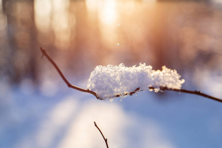 用雪花特写的树枝, 在黎明的太阳的背景。圣诞节寒冷的早晨。冬天风景, 宁静的自然在阳光在公园