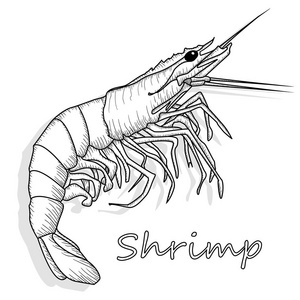 熟虾或虎虾矢量插图单色分离在白色背景作为包装设计元素。