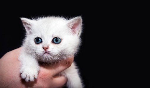 白色毛茸茸的小猫在他手上。 在黑色的背景上。 用于广告苗圃或动物园产品。 英国品种。