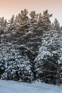 雪林中寒冷的冬季景观。 新鲜的雪使气氛很好。 山上神奇的日落是一个霜冻的日子。 在假期的前夕。