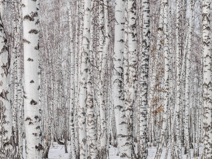 桦树树干的墙 布局的纹理背景 冬天的自然景观 雪和霜
