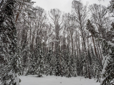 冬天的森林覆盖着纯净而洁白的雪。 自然景观。 霜天的树木。