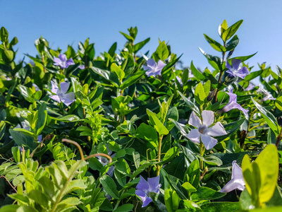 蓝色天空背景的紫色小花