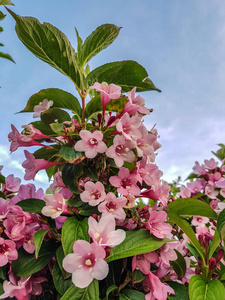 蓝色天空背景的粉色小花