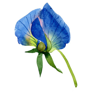 蓝色甜豌豆花。孤立的甜豌豆插图元素。在白色背景上设置的水彩插图