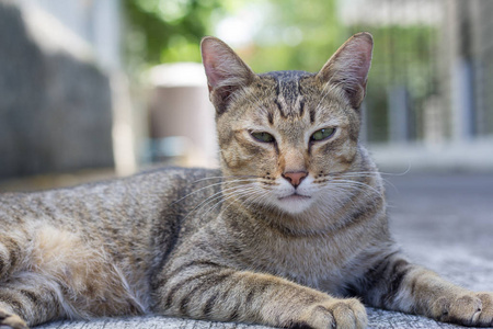 泰国猫昏昏欲睡。 抽象的暹罗猫坐在水泥地板上。 猫坐在白色的地板上。