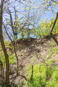 不寻常的奇怪树根悬挂在滑坡区的悬崖上。 地震倒塌后，树根加固滑坡带的陡坡，并悬挂在空中