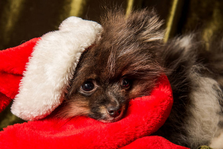 波美拉尼亚斯皮茨狗在圣诞老人帽子在圣诞节和新年